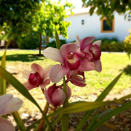 Appartamento O Ninho Do Rei Vila de Rei Esterno foto