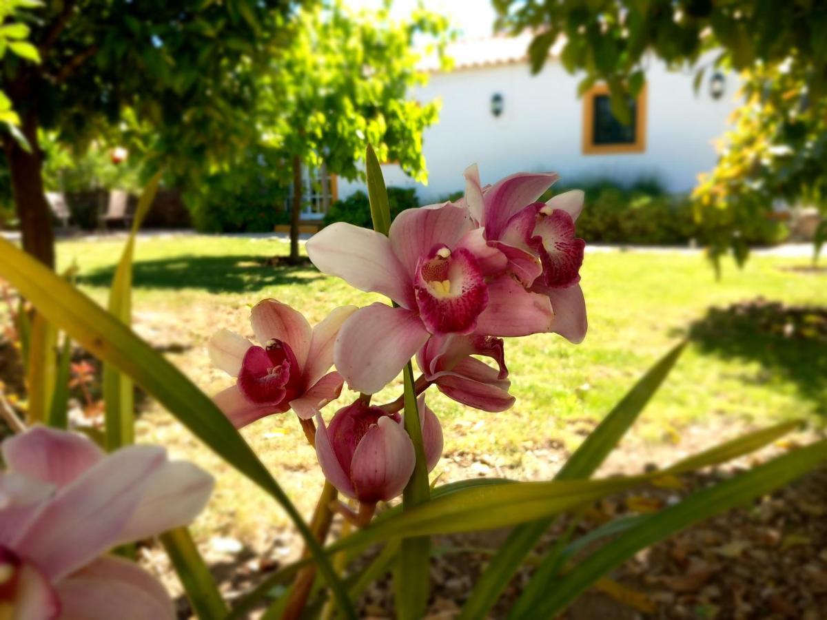 Appartamento O Ninho Do Rei Vila de Rei Esterno foto